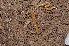  ( - BC ZSM MYR 00512)  @14 [ ] CreativeCommons - Attribution Non-Commercial Share-Alike (2010) Joerg Spelda SNSB, Zoologische Staatssammlung Muenchen