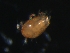  (Neopygmephoridae - CCDB-07431-13)  @13 [ ] CreativeCommons - Attribution (2011) Monica Young Centre for Biodiversity Genomics