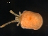  (Trombidiidae - MYMCA-04-33)  @15 [ ] CreativeCommons - Attribution (2011) Monica Young Centre for Biodiversity Genomics