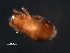  ( - BIOUG01098-08)  @12 [ ] CreativeCommons - Attribution (2011) Monica Young Centre for Biodiversity Genomics