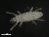  (Tarsocheylidae - BIOUG01944-11)  @13 [ ] CreativeCommons - Attribution (2012) Monica Young Centre for Biodiversity Genomics