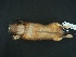  (Orthogeomys - MAMX-039)  @11 [ ] Unspecified (default): All Rights Reserved  Unspecified Unspecified