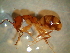 ( - Ant-paras_030)  @11 [ ] CreativeCommons - Attribution (2014) Gabriela Perez-Lachaud ECOSUR