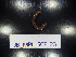  ( - JB_MPL_SCZ_23)  @11 [ ] CreativeCommons - Attribution Non-Commercial Share-Alike (2025) Unspecified University of Lodz, Department of Invertebrate Zoology and Hydrobiology