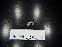 ( - JB_MPL_ZAK_11)  @11 [ ] CreativeCommons - Attribution Non-Commercial Share-Alike (2025) Unspecified University of Lodz, Department of Invertebrate Zoology and Hydrobiology