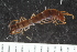  ( - ZMBN-ENT-C-19380)  @11 [ ] CreativeCommons - Attribution Non-Commercial Share-Alike (2018) University of Bergen Natural History Collections