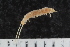  (Scutigerella 1Pdju - ZMBN-ENT-C-19387)  @11 [ ] CreativeCommons - Attribution Non-Commercial Share-Alike (2018) University of Bergen Natural History Collections