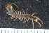  ( - ZMBN-ENT-C-19395)  @11 [ ] CreativeCommons - Attribution Non-Commercial Share-Alike (2018) University of Bergen Natural History Collections