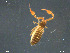  ( - ZMBN-ENT-19367)  @11 [ ] CreativeCommons - Attribution Non-Commercial Share-Alike (2018) Per Djursvoll University of Bergen, Natural History Collections