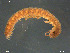  ( - ZMBN-ENT-19370)  @11 [ ] CreativeCommons - Attribution Non-Commercial Share-Alike (2018) Per Djursvoll University of Bergen, Natural History Collections