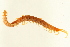 (Scolopocryptopidae - 09BBMYR-047)  @14 [ ] CreativeCommons - Attribution (2009) Unspecified Centre for Biodiversity Genomics