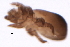 ( - 09PROBE-09250)  @12 [ ] CreativeCommons - Attribution (2009) Unspecified Centre for Biodiversity Genomics