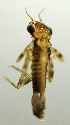  (Argia cupraurea - INB0004345063)  @12 [ ] Copyright (2012) M. Zumbado Instituto Nacional de Biodiversidad