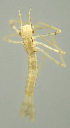  (Hetaerina SADR01 - INB0004345133)  @12 [ ] Copyright (2012) M. Zumbado Instituto Nacional de Biodiversidad