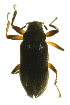  (Pseudodisersus sp - INB0004352017)  @13 [ ] Copyright (2013) M. Zumbado Instituto Nacional de Biodiversidad