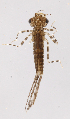  (Acanthagrion sp - INB0004359404)  @11 [ ] Copyright (2013) M. Zumbado Instituto Nacional de Biodiversidad
