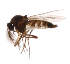  (Atrichopogon sp - INB0004365053)  @11 [ ] Copyright (2013) M. Zumbado Instituto Nacional de Biodiversidad