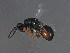  ( - MZEUR-0259)  @11 [ ] CreativeCommons - Attribution (2011) CBG Photography Group Centre for Biodiversity Genomics