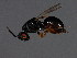  ( - MZEUR-0261)  @11 [ ] CreativeCommons - Attribution (2011) CBG Photography Group Centre for Biodiversity Genomics