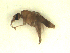  ( - BIOUG02451-F05)  @11 [ ] CreativeCommons - Attribution (2012) CBG Photography Group Centre for Biodiversity Genomics
