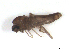  ( - BIOUG02451-F09)  @11 [ ] CreativeCommons - Attribution (2012) CBG Photography Group Centre for Biodiversity Genomics