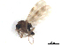  ( - BIOUG02451-G03)  @12 [ ] CreativeCommons - Attribution (2012) CBG Photography Group Centre for Biodiversity Genomics