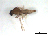  ( - BIOUG02451-G05)  @11 [ ] CreativeCommons - Attribution (2012) CBG Photography Group Centre for Biodiversity Genomics