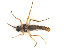  ( - BIOUG02451-H09)  @12 [ ] CreativeCommons - Attribution (2012) CBG Photography Group Centre for Biodiversity Genomics