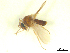  (Atrichopogon nr. websteri - BIOUG02452-A07)  @12 [ ] CreativeCommons - Attribution (2012) CBG Photography Group Centre for Biodiversity Genomics
