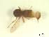  (Atrichopogon websteri - BIOUG02452-A12)  @12 [ ] CreativeCommons - Attribution (2012) CBG Photography Group Centre for Biodiversity Genomics