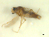  (Atrichopogon nr. peregrinus - BIOUG02452-B09)  @12 [ ] CreativeCommons - Attribution (2012) CBG Photography Group Centre for Biodiversity Genomics