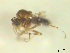  (Alluaudomyia - BIOUG02452-B11)  @13 [ ] CreativeCommons - Attribution (2012) CBG Photography Group Centre for Biodiversity Genomics