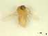  (Forcipomyia leei - BIOUG02452-C05)  @12 [ ] CreativeCommons - Attribution (2012) CBG Photography Group Centre for Biodiversity Genomics
