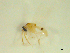  (Stilobezzia glauca - BIOUG02452-G02)  @12 [ ] CreativeCommons - Attribution (2012) CBG Photography Group Centre for Biodiversity Genomics