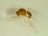  (Stilobezzia sybleae - BIOUG02452-G12)  @13 [ ] CreativeCommons - Attribution (2012) CBG Photography Group Centre for Biodiversity Genomics