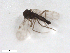  ( - BIOUG02453-D08)  @12 [ ] CreativeCommons - Attribution (2012) CBG Photography Group Centre for Biodiversity Genomics
