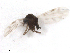  ( - BIOUG02453-D10)  @12 [ ] CreativeCommons - Attribution (2012) CBG Photography Group Centre for Biodiversity Genomics