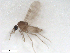  ( - BIOUG02453-F01)  @12 [ ] CreativeCommons - Attribution (2012) CBG Photography Group Centre for Biodiversity Genomics