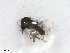  ( - BIOUG02453-F08)  @12 [ ] CreativeCommons - Attribution (2012) CBG Photography Group Centre for Biodiversity Genomics