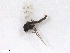  ( - BIOUG02453-H03)  @12 [ ] CreativeCommons - Attribution (2012) CBG Photography Group Centre for Biodiversity Genomics