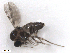  ( - BIOUG02453-H09)  @12 [ ] CreativeCommons - Attribution (2012) CBG Photography Group Centre for Biodiversity Genomics