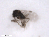  ( - BIOUG02454-F09)  @12 [ ] CreativeCommons - Attribution (2012) CBG Photography Group Centre for Biodiversity Genomics