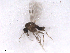  ( - BIOUG02454-F11)  @12 [ ] CreativeCommons - Attribution (2012) CBG Photography Group Centre for Biodiversity Genomics