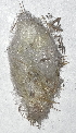  ( - ISRL 149686)  @11 [ ] CreativeCommons  Attribution (by) (2025) Colin R. Morrison Invasive Species Research Lab, Department of Integrative Biology, University of Texas at Austin