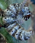  ( - ISRL 149686)  @11 [ ] CreativeCommons  Attribution (by) (2025) Colin R. Morrison Invasive Species Research Lab, Department of Integrative Biology, University of Texas at Austin