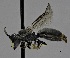  (Hylaeus modestus - CCDB-25168 E08)  @15 [ ] © (2017) Ryan Oram Royal Saskatchewan Museum