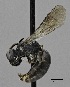  ( - CCDB-25168 F12)  @12 [ ] © (2017) Ryan Oram Royal Saskatchewan Museum