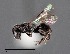  ( - CCDB-25170 C06)  @11 [ ] © (2018) Ryan Oram Royal Saskatchewan Museum