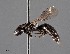  ( - CCDB-25170 E10)  @11 [ ] © (2018) Ryan Oram Royal Saskatchewan Museum