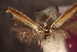  ( - NK2773)  @11 [ ] Copyright (2043) Natalia Kirichenko Sukachev institute of Forest SB RAS